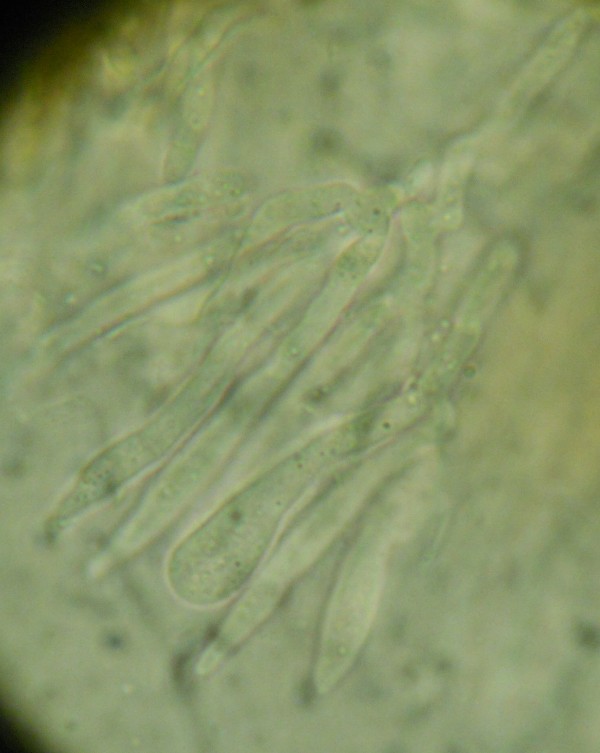 Stereum? (Stereum gausapatum)